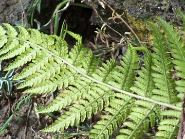 Dryopteris cfr. affinis dall''Etna